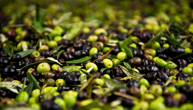 La Taggiasca, cultivar di oliva del Ponente ligure