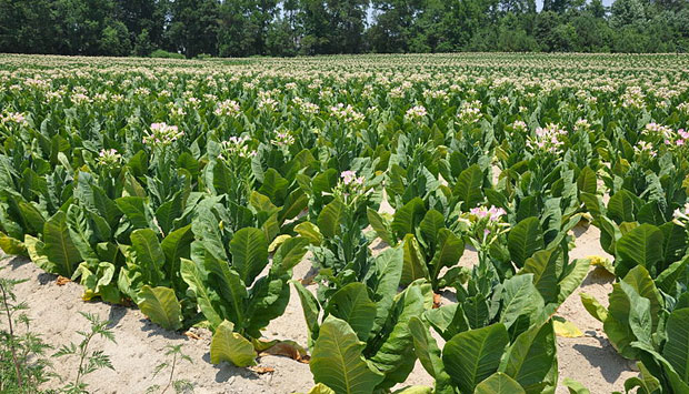 La coltivazione del tabacco Kentucky per il sigaro Toscano