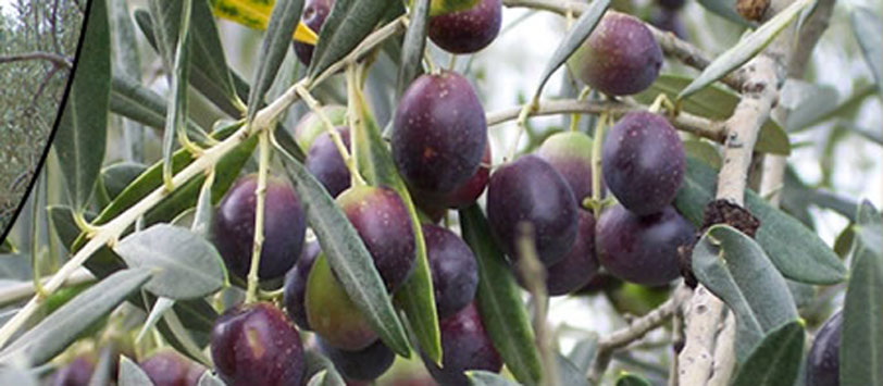 Il Moraiolo, cultivar di olive dominante dell’Italia Centrale
