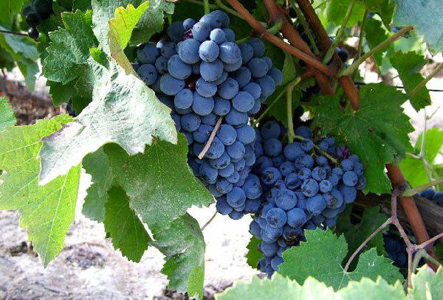 Gli antichi vitigni autoctoni della Costa Viola in Calabria