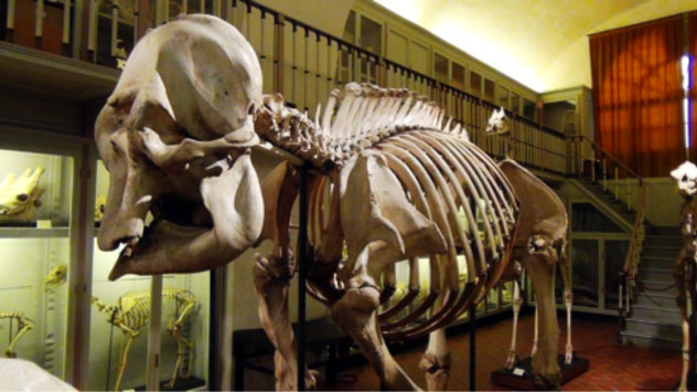 La Specola: a Firenze il più antico museo scientifico d’Europa