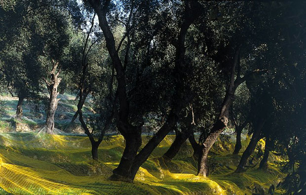 Pignola, Merlina, Colombara: cultivar di olive del Ponente ligure
