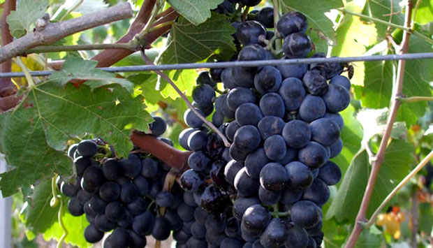Il Rossese di Dolceacqua, vino tipico del ponente ligure
