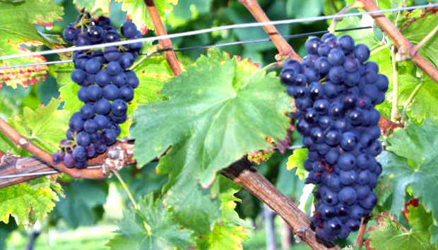 Il Cornalin, vino riscoperto della Valle d’Aosta