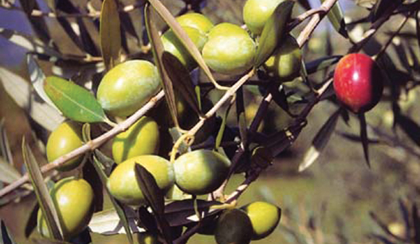 La Biancolilla, antica cultivar della Sicilia