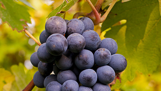 Il Raboso, vitigno autoctono del Veneto Orientale