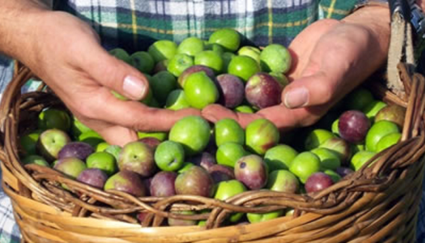 La Nocellara del Belice, cultivar di olive della Sicilia Occidentale