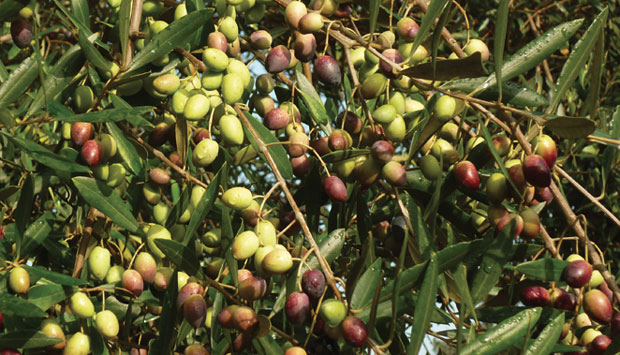 L’Ogliarola, cultivar di oliva dell’Italia meridionale