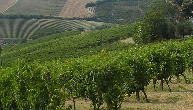 L’Albana, il vino bianco simbolo della Romagna