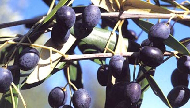 La Cerasuola, la cultivar di olive più salutare della Sicilia