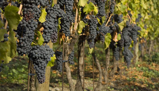 Il Torrette, vino territoriale della Valle d’Aosta