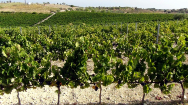 Marabino, realtà (bio)dinamica del vino siciliano