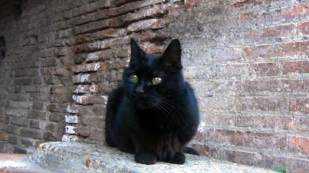 La gatta più famosa di Roma? Messalina!