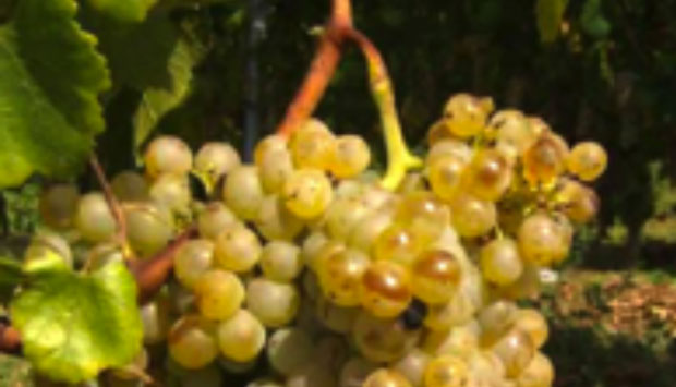 Il Caprettone, varietà di uve esclusiva delle pendici del Somma Vesuvio