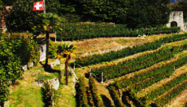 I vini autoctoni della Svizzera Italiana, snobbati dagli stessi ticinesi