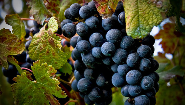Il Piedirosso, vitigno storico del Somma-Vesuvio (Campania)