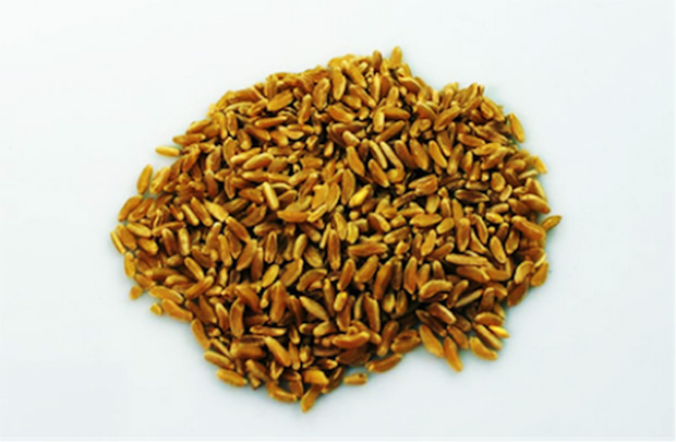 Il Perciasacchi, il più pregiato grano antico siciliano