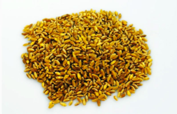 Il Russello, grano della Sicilia orientale