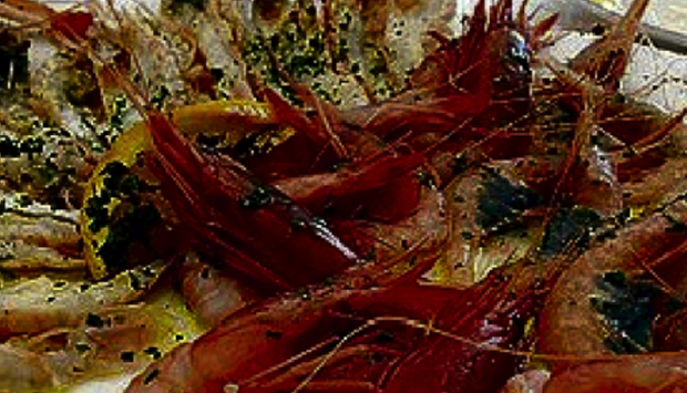 Il pesce dalla barca nel piatto, al Sakalleo di Scoglitti (Ragusa)