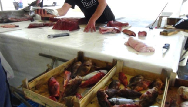Il mercato del pesce di Trapani, esposizione ittica del territorio