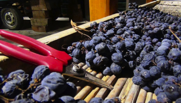 Contrà Malini, il coraggio di fare vino all’antica in Valpolicella