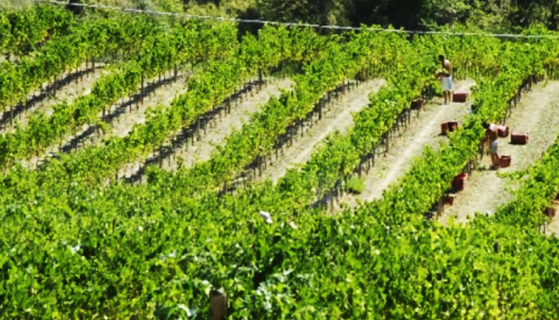 Il Bordò, vino raro delle Marche portato alla Ribalta da Pantaleone