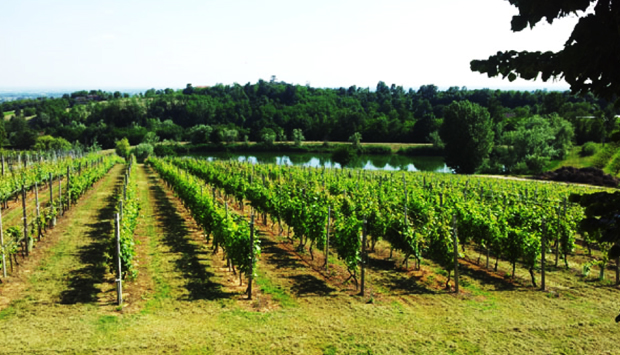 I vini dell’Istituto Bonafous di Chieri (TO): Freisa e rari autoctoni