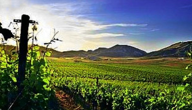 Arriva il Rosso di Calabria, 350 vitigni dalla storia