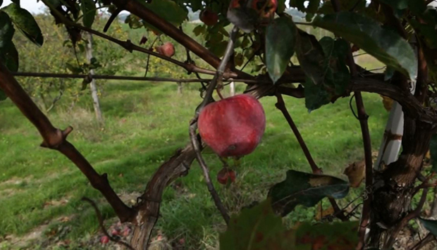 Le Spiazzette, tempio delle mele rosa dei Monti Sibillini (Marche)