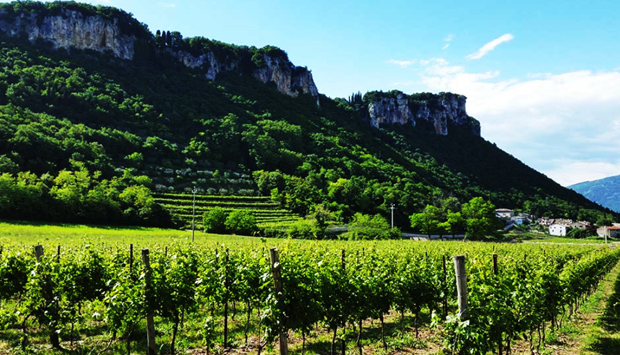 Rosè Brut di Corvina e Corvinone, dalle colline sul Lago di Garda