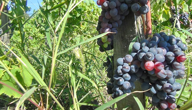 Etnella, il vino naturale come mosaico della biodiversità dell’Etna