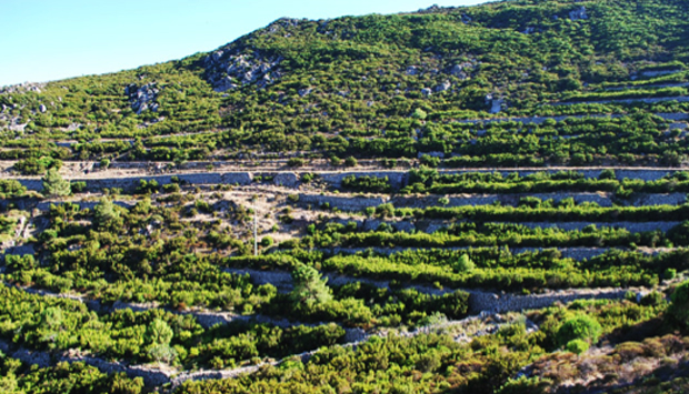 Rinascono i vini autoctoni dell’Isola di Capraia (Arcipelago Toscano)