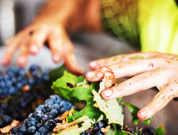 vini pugliesi biologici petracavallo 007