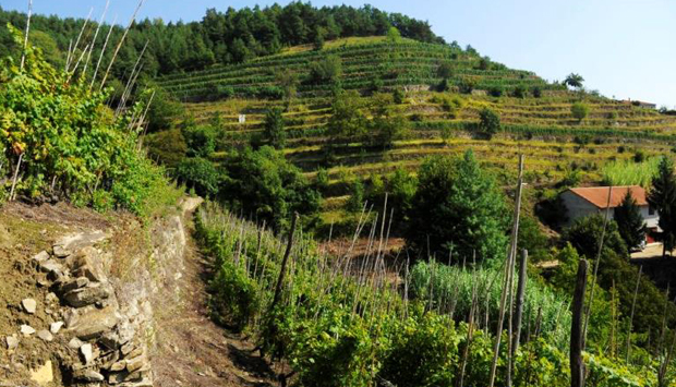 Dolcetto dei terrazzamenti della Val Bormida, “slow wine” del Piemonte