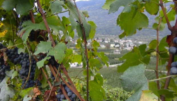 L’enoturismo dolce in Valtellina: strade del vino e… della marmellata