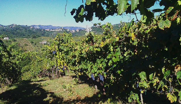 Cesanese di Olevano Romano, vino tipico laziale valorizzato da Antonelli