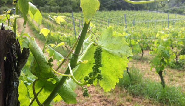 Cantina Il Verro, grandi vini dall’autoctono casertano Casavecchia