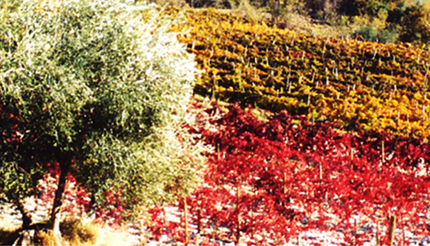 La Turca, vitigno del padovano recuperato e vinificato da Emo Capodilista