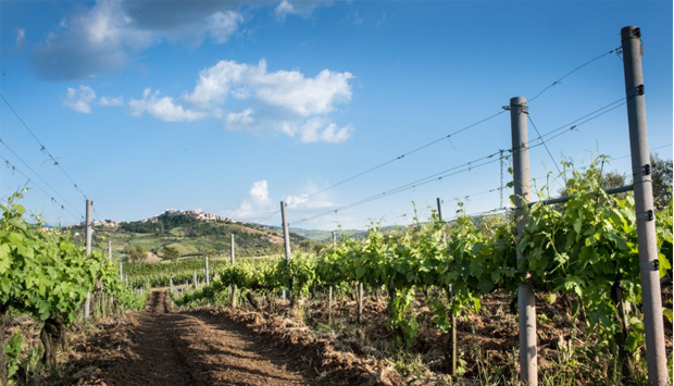 In Basilicata, scoperta e coltivazione di altri quaranta vitigni storici
