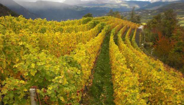 Con i vini bianchi Villscheider, la freschezza enoica dell’Alto Adige