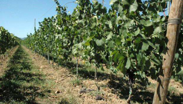 I rari antichi vitigni autoctoni della Lunigiana, in Toscana