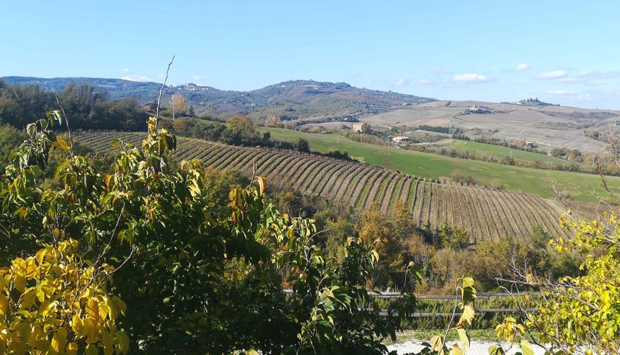 L’Orvieto Classico Superiore nella vinificazione di Palazzone (Umbria)