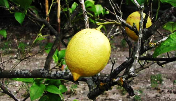 Femminello del Gargano. limone tipico pugliese, il più antico d’Italia