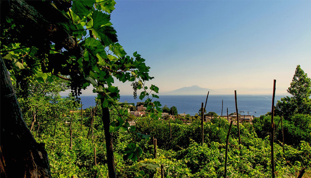 Capri Bianco di Scala Fenicia, unico vino Doc prodotto da uve capresi
