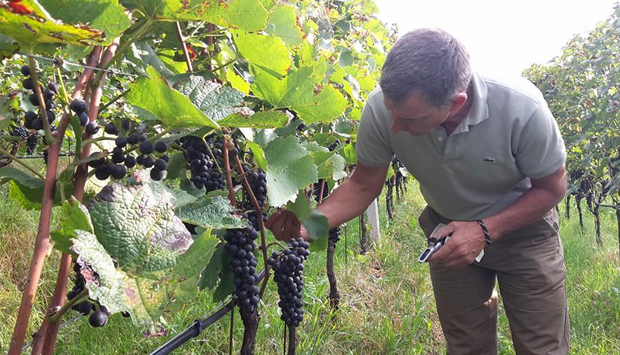 Dall’Alto Adige vini e distillati di Radoar, tra natura e biodinamica