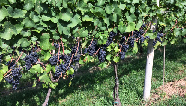 I vini trentini di Graziano Fontana, il carattere del territorio di Faedo
