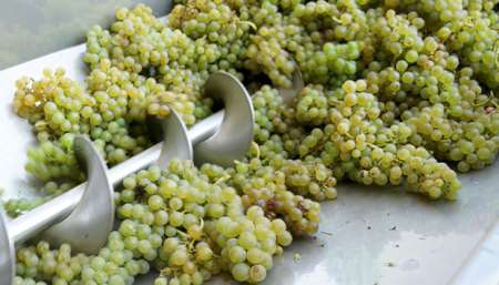 Il Solaris di Calliari, vino di montagna da uve resistenti del Trentino