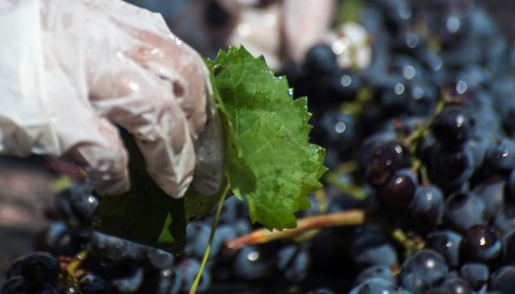 Dal sud-est della Sicilia i vini della millenaria famiglia Curto, viticultori dal 1670