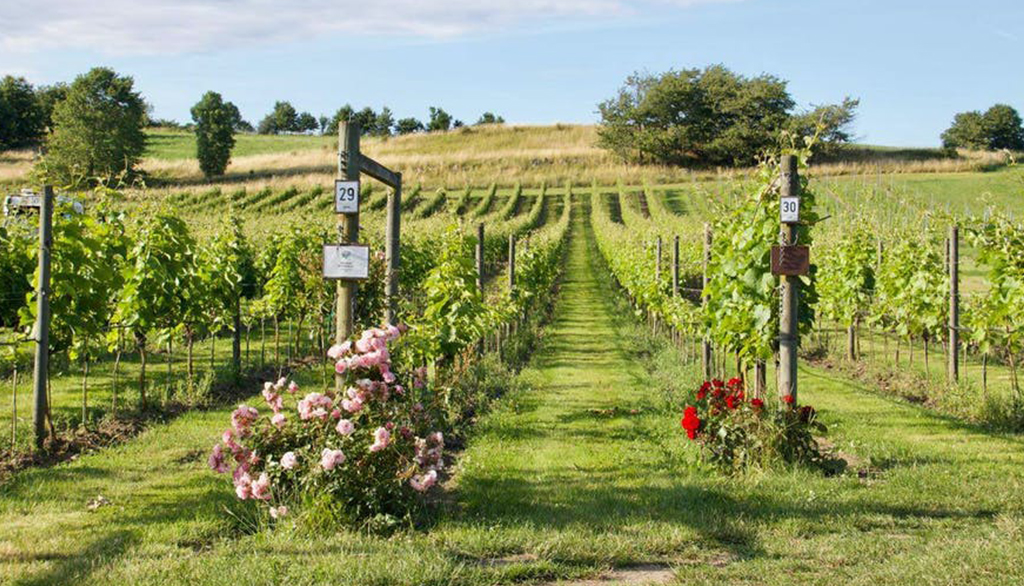 I nettari di Skepparps Vingård per conoscere un nuovo paese vinicolo, la Svezia