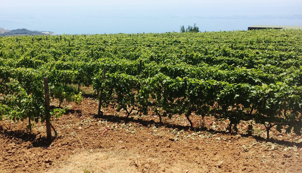 I vini calabresi dell’azienda agricola Altomonte, ecocompatibilità e valorizzazione di ecotipi locali